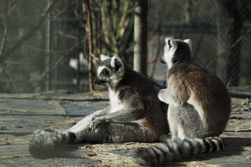Two lemurs sitting on stones in a zoo during the day