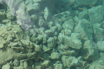 Crystal-clear turquoise lake and can see the fishes and rocks at bottom, Jiuzhai Valley National Park in autumn, China