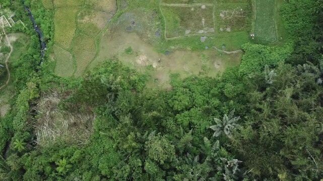 High Altitude Top-Down Aerial View of Abstract Rice Paddy Patterns and Tropical Forest