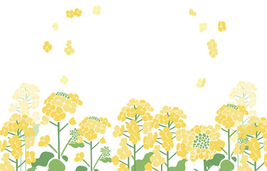 Textile Style Nanohana (Canola Flower) Vector Template (No Text) | Spring Floral Background Illustration
