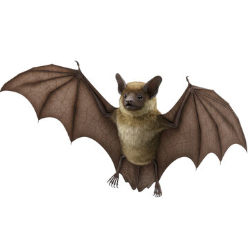 Detailed brown bat with open wings and fur isolated on white background