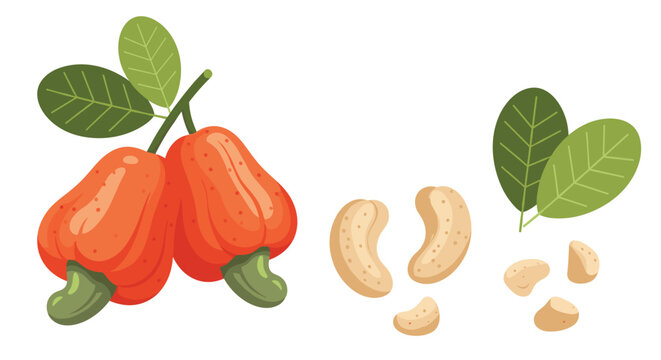 Illustration of two ripe cashew apples hanging from a branch with green leaves alongside separate cashew nuts and seeds.