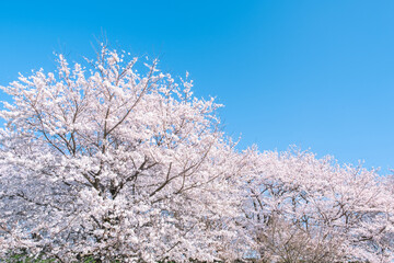 桜　満開　青空