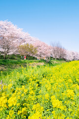 権現堂公園　春