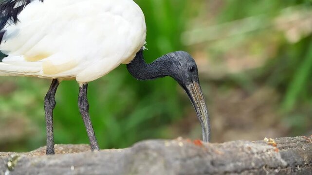 close up ibis eating grains with its black long beak in the park during the day