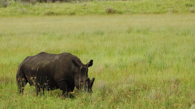 Rare Footage of baby small White Rhino walking breeding in South Africa savannah. Wild nature animals in natural habitat. Safari national park. Rhinos chewing grass. Wildlife, exotic country concept