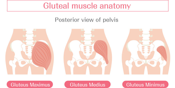 Gluteal muscles anatomy illustration labeled, gluteus maximus medius and minimus medical diagram