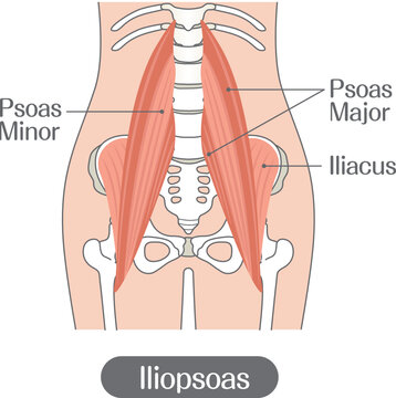 Iliopsoas muscle anatomy illustration labeled, psoas major minor and iliacus muscles medical diagram