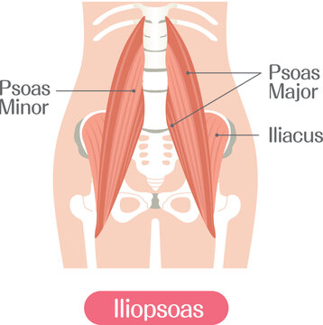 Iliopsoas muscle anatomy illustration labeled, psoas major minor and iliacus muscles medical diagram