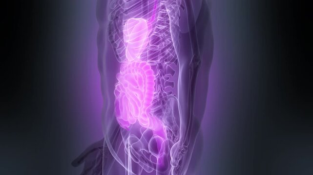 Human Digestive System Anatomy Animation Concept