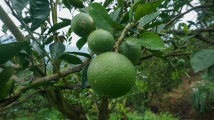 Fresh green oranges ripening on a citrus tree branch in an organic orchard
