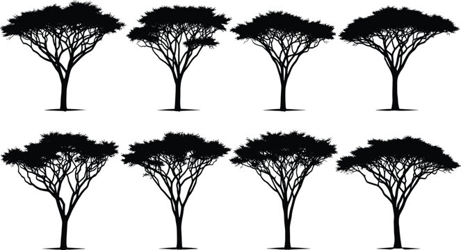 Acacia tree silhouettes set, African savanna safari tree collection, botanical vector illustration of flat top trees for nature landscape design,