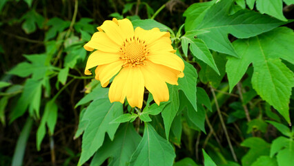 yellow flower of a dandelion