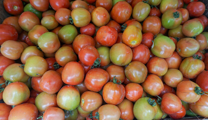red and yellow tomatoes