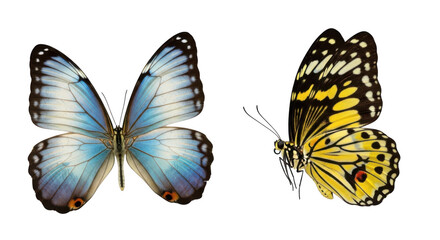 Obraz premium Two vibrant butterflies showcasing nature's delicate and colorful beauty in flight isolated on transparent background