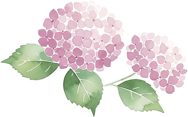 ピンク色のアジサイの水彩風イラストセット