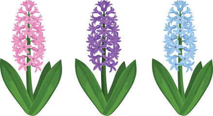 Hyacinth Flower Set Vector Illustration with Pink, Purple, and Blue Spring Blossoms and Green Leaves Botanical Design