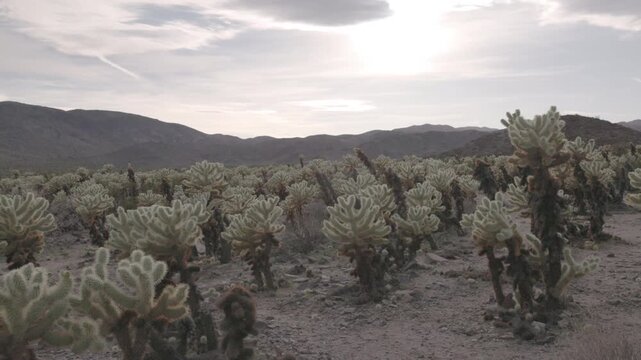 a wide panning shot of backlit cholla cactus at joshua tree national park in california, usa