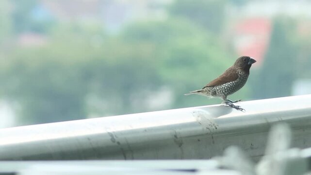 Spotted Munia Bird Perched on a Metal Balcony Railing
