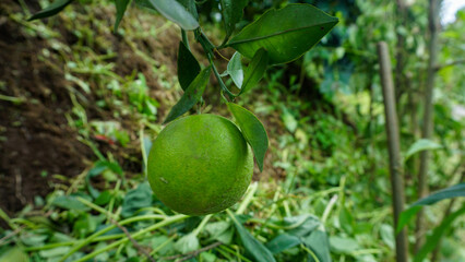 Fresh green oranges ripening on a citrus tree branch in an organic orchard