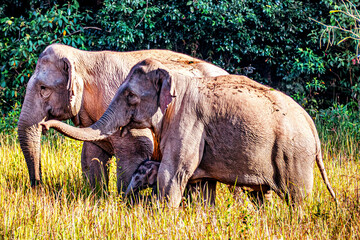 A beautiful wild elephant family in their natural habitat. © Parichart
