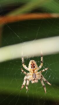 Vertical Close Up of Spider Spinning Intricate Web in Garden