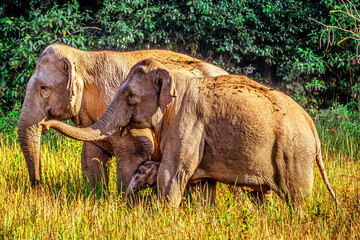 A beautiful wild elephant family in their natural habitat. © Parichart