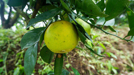 Fresh green oranges ripening on a citrus tree branch in an organic orchard