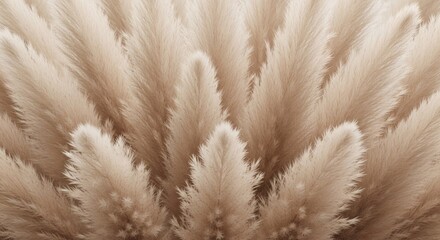 Soft Pampas Plumes Feathery Beige Cream Grass Background