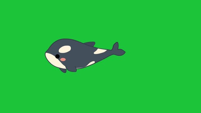 Cute cartoon orca swims across a bright green background with smooth looping motion perfect for childrens educational and social media animations kids