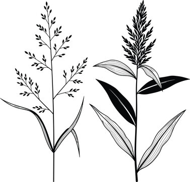 Detailed Grain Plant Illustrations, Wheat and Grass Vector Set, Agricultural Botanical Elements, cad drawing flat vector illustration, Nature Organic Seeds