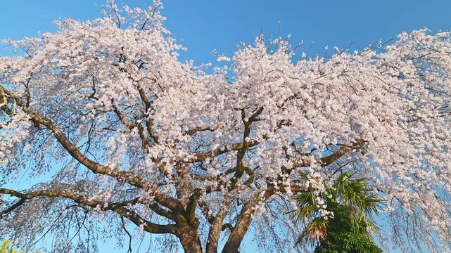 しだれ桜 満開の風景 (樹齢約250年)
「名刹・浄専寺の血統を継ぐ、五ヶ瀬の春を彩る孤高のしだれ桜」
(宮崎県五ヶ瀬町)( 原田家のしだれ桜)
Weeping cherry tree in full bloom (approximately 250 years old)
