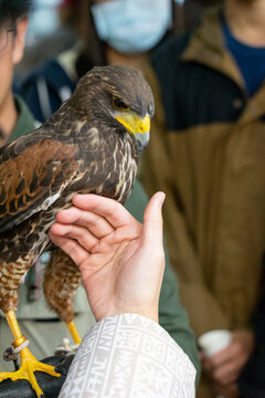 A dynamic photograph capturing a Harris's Hawk perched confidently on its handler&rsquo;s gloved hand during a falconry interaction. The image highlights the bird&rsquo;s sharp hooked beak, deep brown plumage, ch