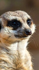 Fototapeta premium A close-up of a small mammal's face with distinctive markings