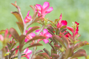 Fototapeta premium Pink frangipani desert rose (Adenium obesum) flowers blooming in tropical garden, vibrant floral background with copy space