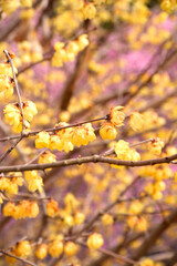 春の訪れを告げる蝋梅の黄色い花