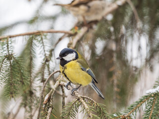 Fototapeta premium Cute bird Great tit, songbird sitting on the fir branch