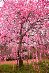 見上げるピンクのしだれ梅