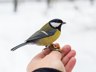 Fototapeta premium A tit sits on a man's hand and eats seeds.