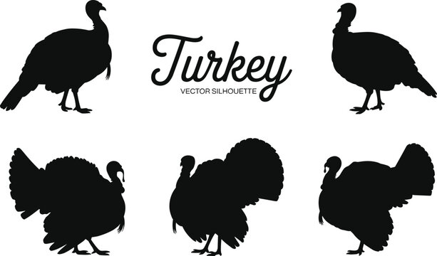 Set of black turkey vector silhouettes featuring domestic farm birds in various standing and strutting poses for Thanksgiving holiday designs and autumn poultry graphics
