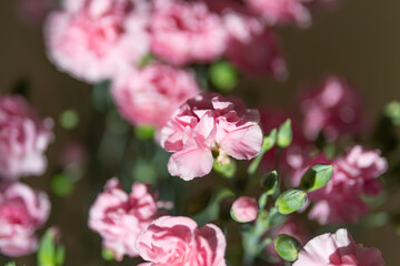 Obraz premium Pink carnation cluster in macro, studio closeup showing shallow depth of field, soft bokeh background, dewy petal texture, romantic mood, florist sample under warm natural light