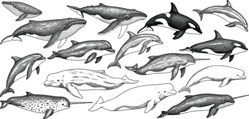 Vector illustration of stylized whales and dolphins in grayscale profiles symbolizing marine wildlife, culture, tradition, and education © MSTIRIN