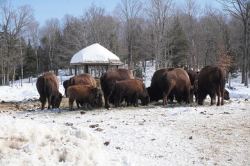 bison at the safari park