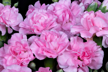 Fototapeta premium Vivid closeup capturing tender pink carnations with droplets of water. Detailed portrayal of pink carnations emphasizing fragile ruffled petals and gentle pastel shades