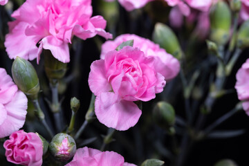 Obraz premium Fresh garden blooms greet dawn. Bright morning scene with blooming flowers and dew. Sunlit garden showcases pink carnations with dew kissed petals and untouched buds
