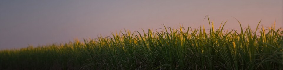 Sugar cane plantation at sunset with lush green stalks growing under a vibrant sky for agricultural industry and bio-energy branding with large copy space