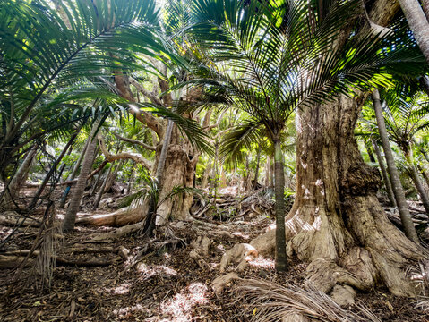 Kauri trees, New Zealand
