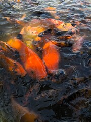 Two Large Koi Surrounded by Smaller Koi in Pond