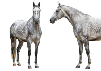 Fototapeta premium Two white horses standing side by side with beautiful mane isolated on transparent background
