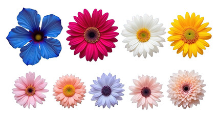 Colorful flowers including blue pink white yellow and peach gerbera daisies on transparent background